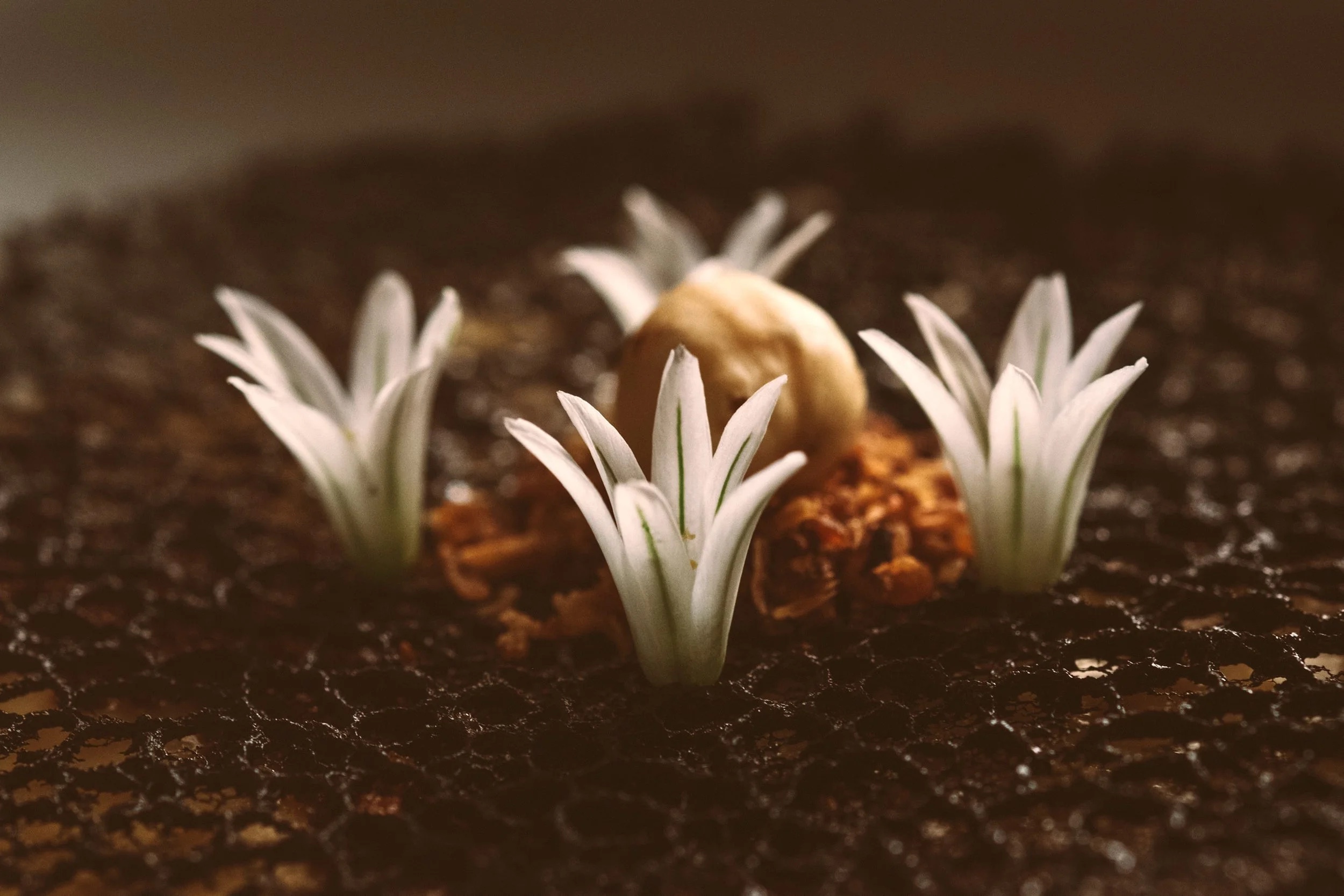 Brut in Llubí: één zitting per avond in een oude houtloods 7 Gerecht van Brut met vier witte eetbare bloemen die als planten uit een donkere bodem steken