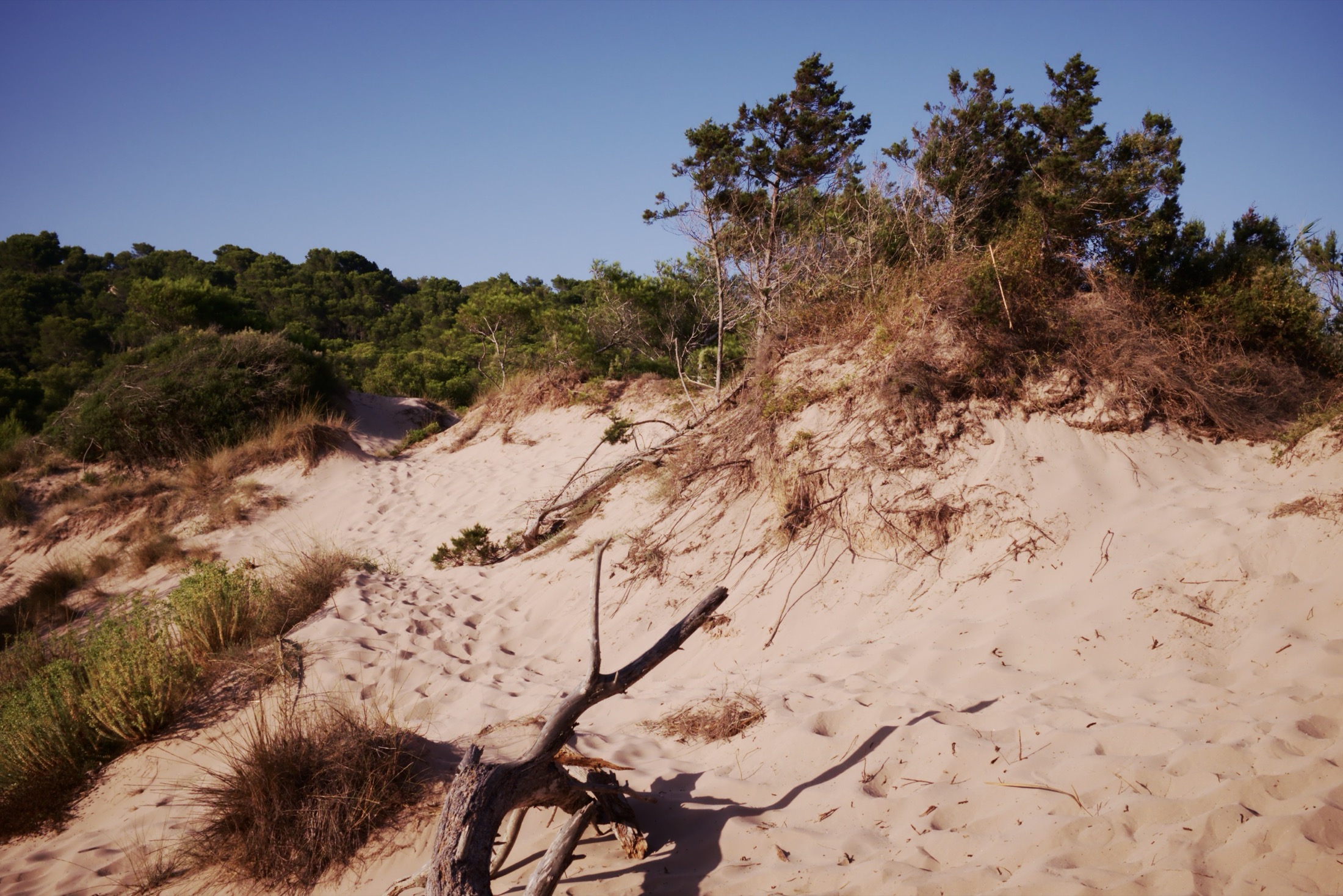 Het duinsysteem achter het strand van Cala Algaiarens met dennen en struiken in het zand
