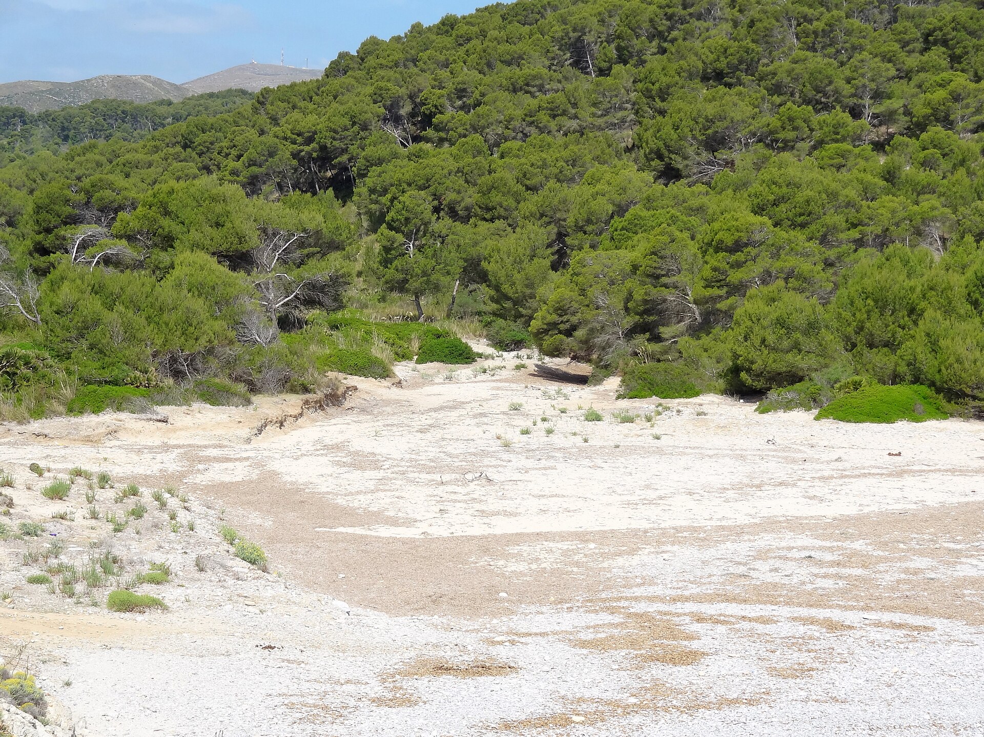 De droge strook achter het strand van Cala Matzoc, met kiezels, laag struikgewas en het dichte pijnbos erachter