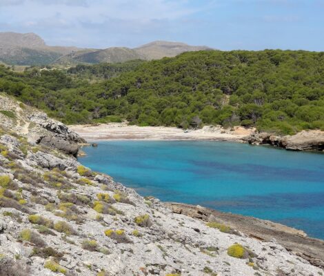 Cala Matzoc van bovenaf gezien, met diep turquoise water in de kom, een lichte strook strand en pijnbos dat tot aan de rand doorloopt, zonder enig gebouw