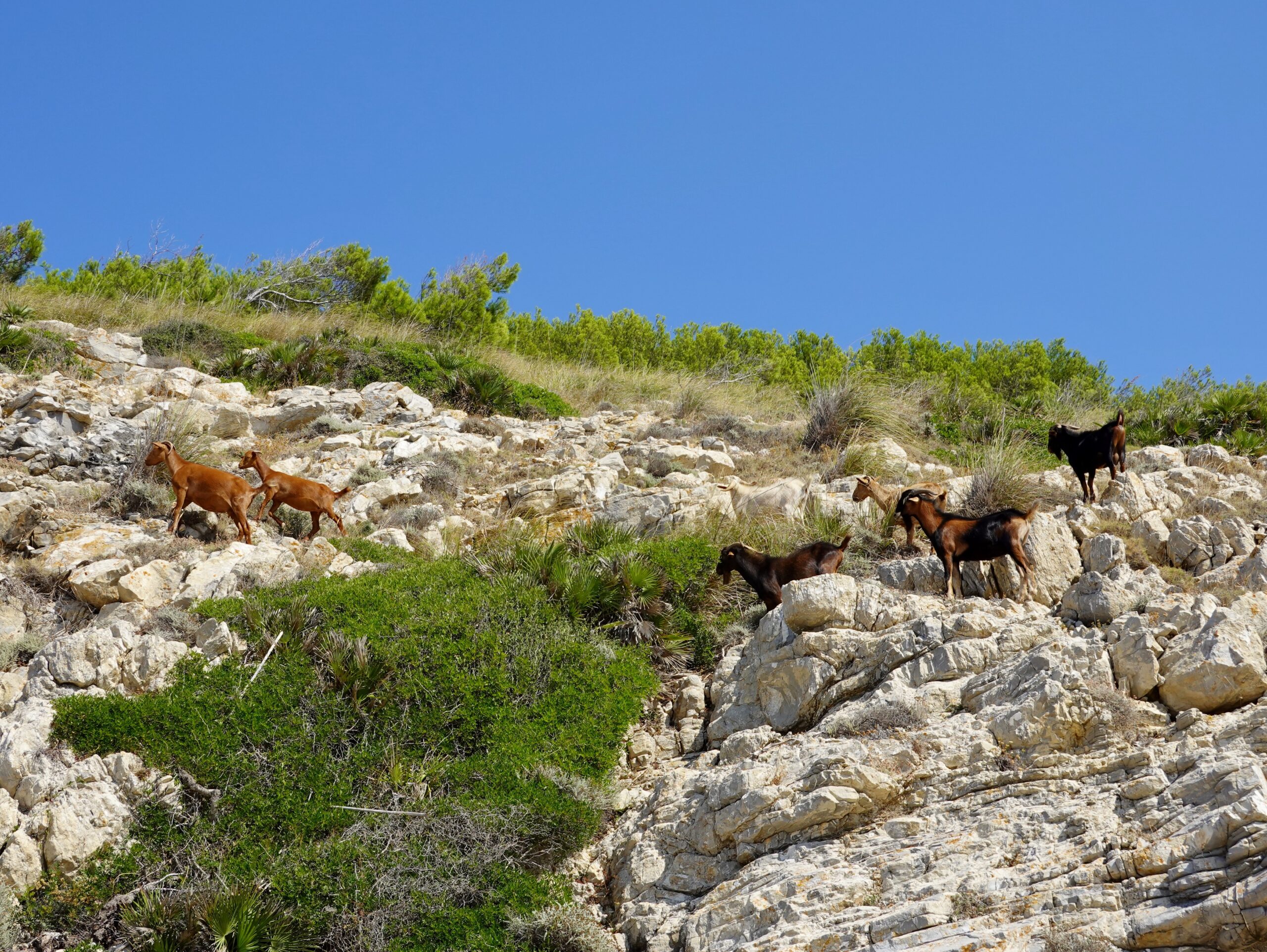 Een groepje wilde geiten op de kalkstenen rotsen met laag struikgewas boven de baai van Cala Torta