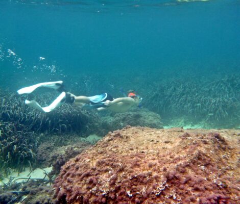 Snorkelaar zweeft boven een donker posidoniaveld in helder blauw water voor de kust van Mallorca