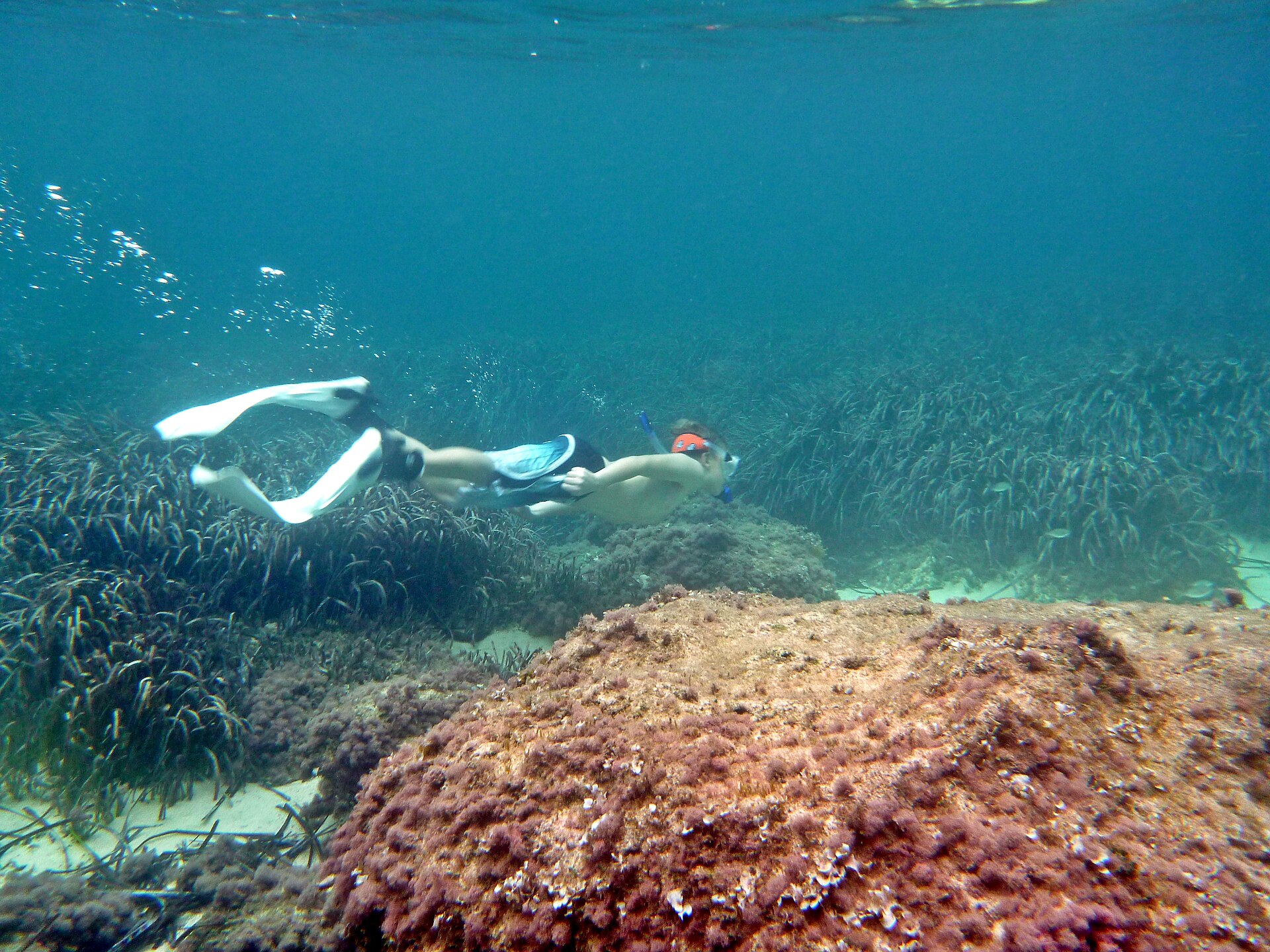 Snorkelaar zweeft boven een donker posidoniaveld in helder blauw water voor de kust van Mallorca