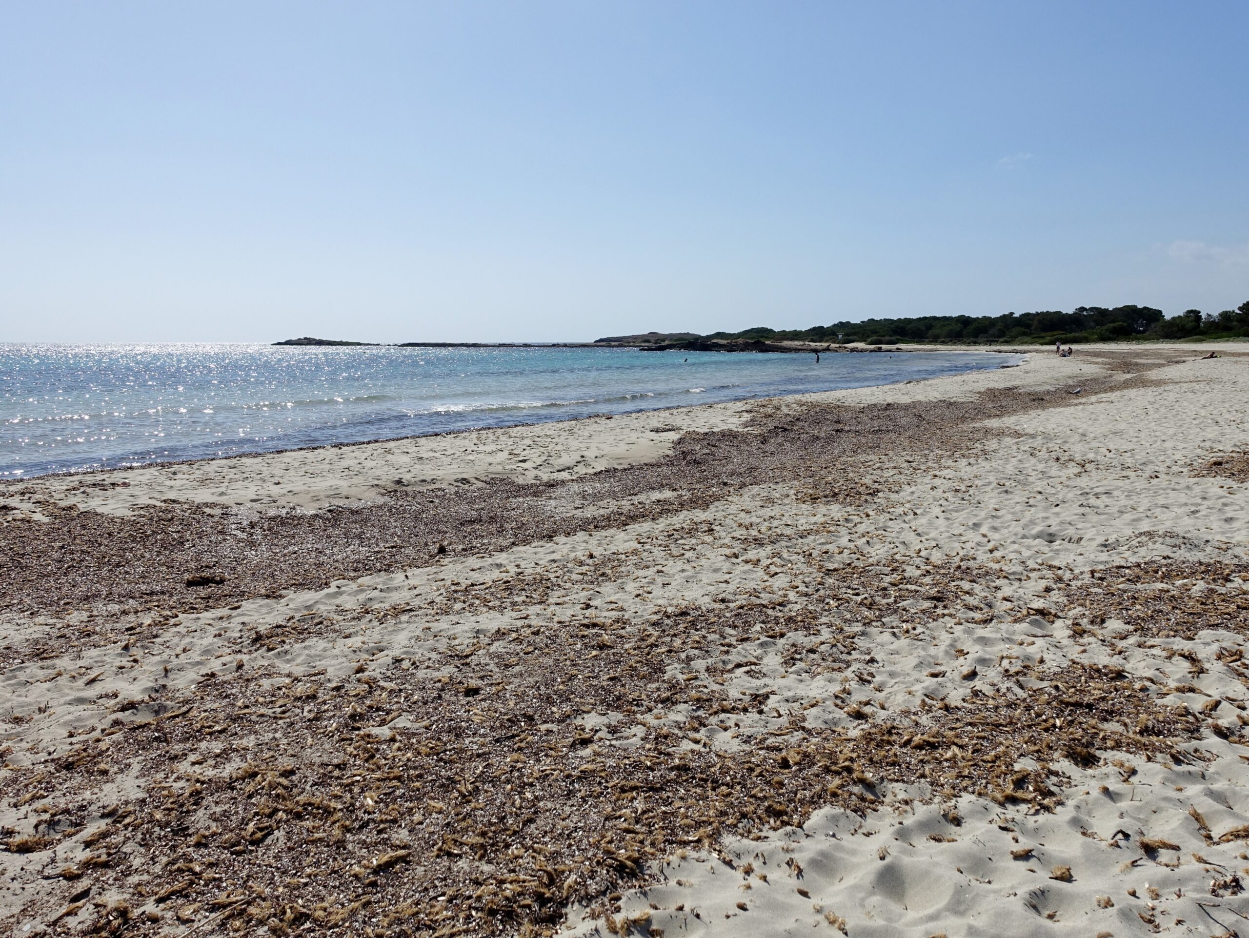 Dikke lagen aangespoelde posidonia op het zand van Es Caragol, met de glinsterende zee en de lage kustlijn erachter