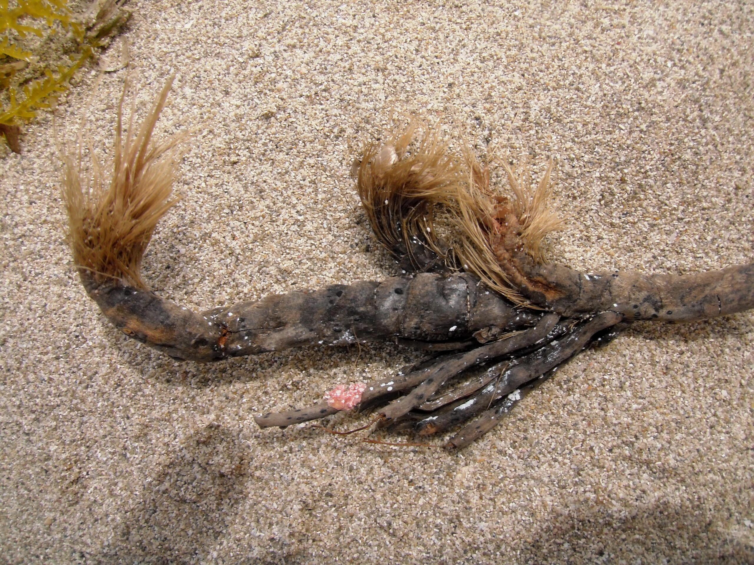 Een oude wortelstok van posidonia met uitgewaaierde bruine vezels, aangespoeld op het zand van Es Cavallet