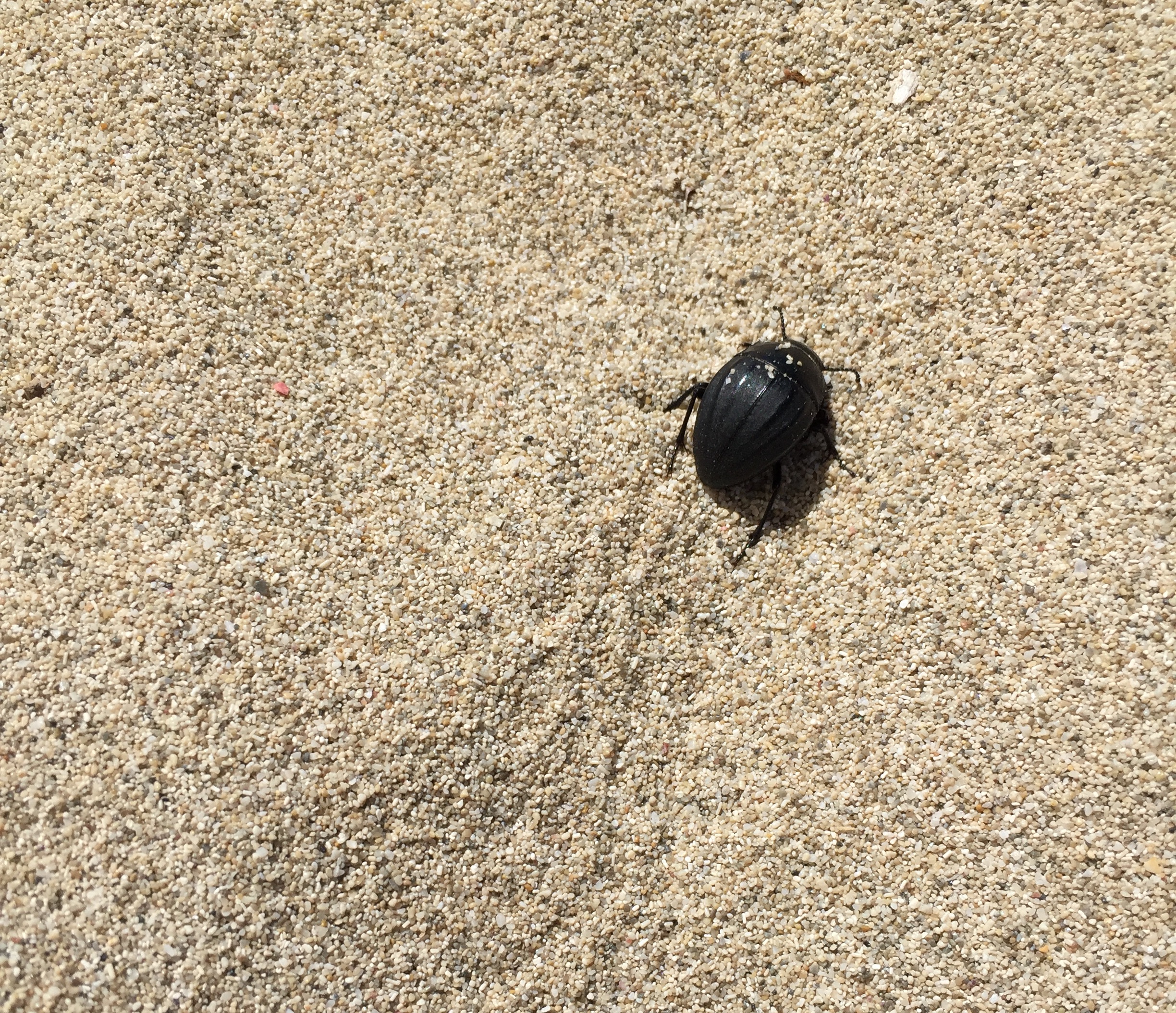 Een zwarte duinkever loopt over het lichte zand van Es Cavallet, met een spoor van pootafdrukken achter zich