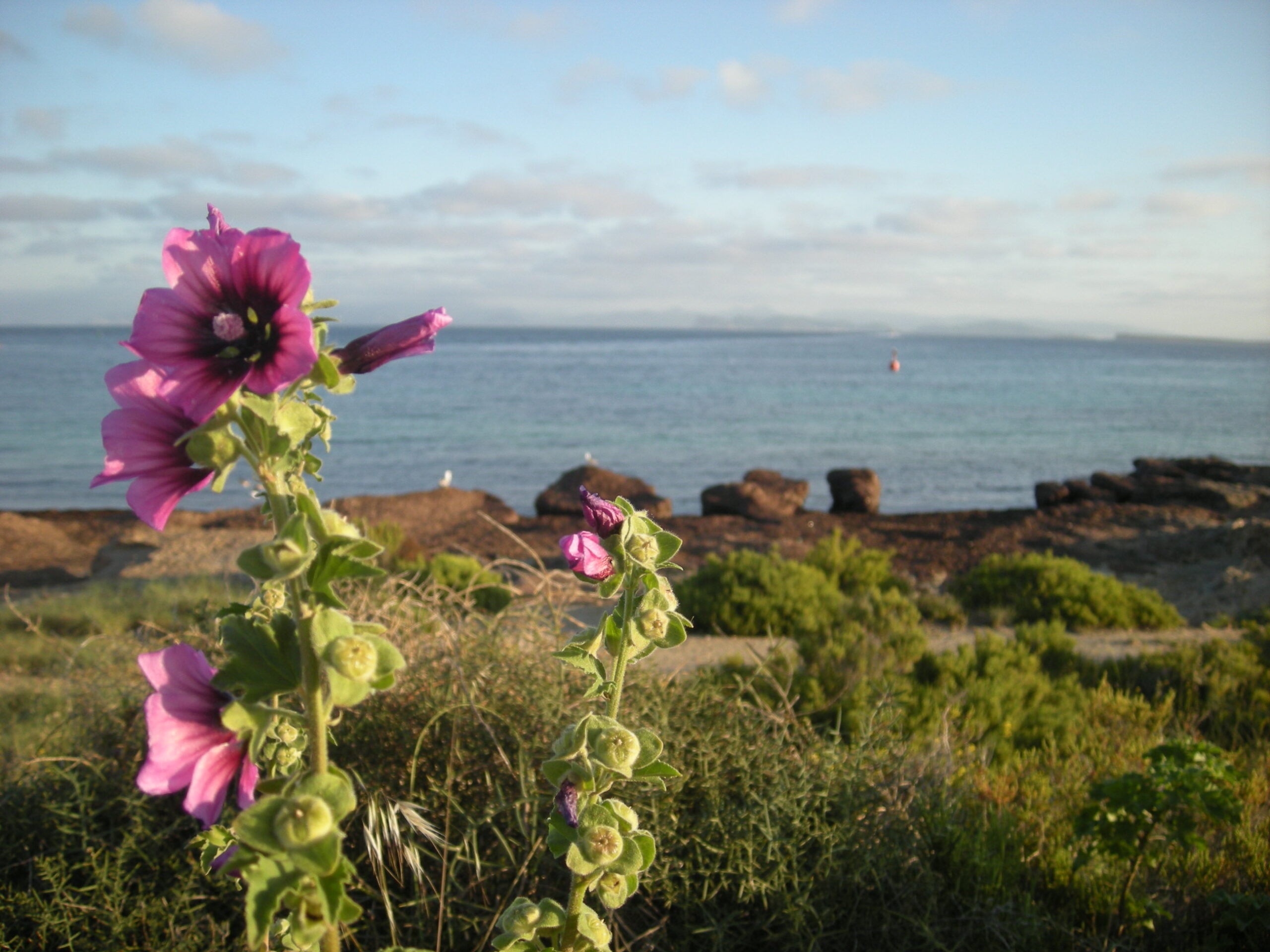 Een paarse wilde malva in bloei aan de kust van Formentera, met de zee en de contouren van Ibiza op de achtergrond