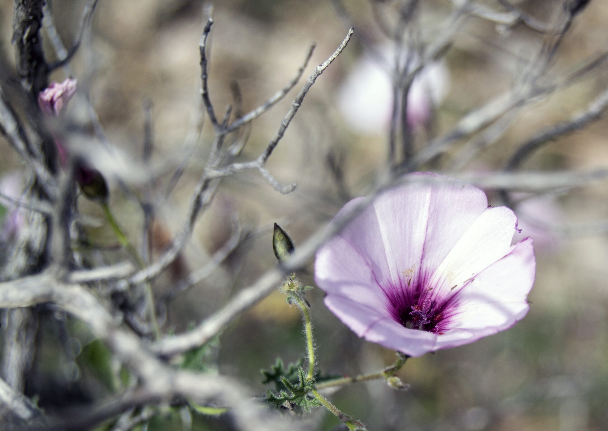 Een roze bloeiende wilde malva tussen droge takken in het binnenland van Ibiza eind april