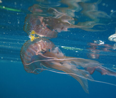 Parelkwal of paarse kwal (Pelagia noctiluca) met gestippelde paarse schijf en lange tentakels in helder blauw water