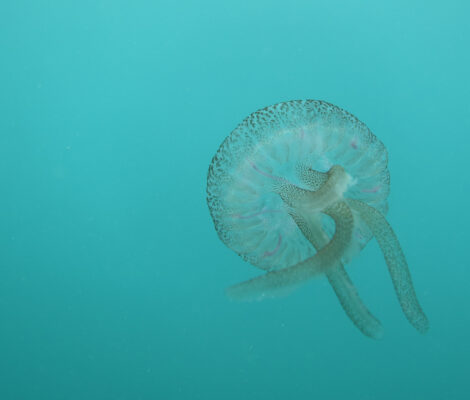 Parelkwal (Pelagia noctiluca) met paars gestippelde schijf en lange tentakels in blauw water