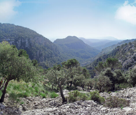 Groene dalen met olijfbomen in de Serra de Tramuntana bij Valldemossa op Mallorca