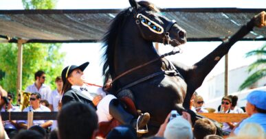 Menorca in augustus: het warmste water en de festes 4 Zwart Menorquijns paard dat tijdens het jaleo op zijn achterbenen gaat staan tussen het publiek in Sant Climent