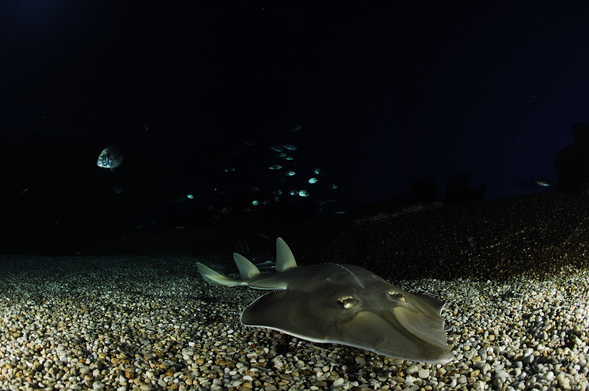 Gitaarrog op de bodem van een bassin in Palma Aquarium, van bovenaf gezien