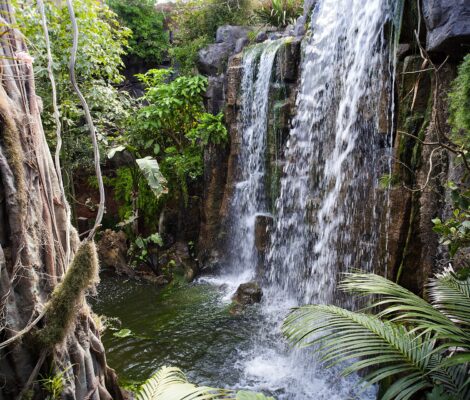 De waterval van zeven meter in de overdekte Jungle van Palma Aquarium, met varens, orchideeën en lianen eromheen