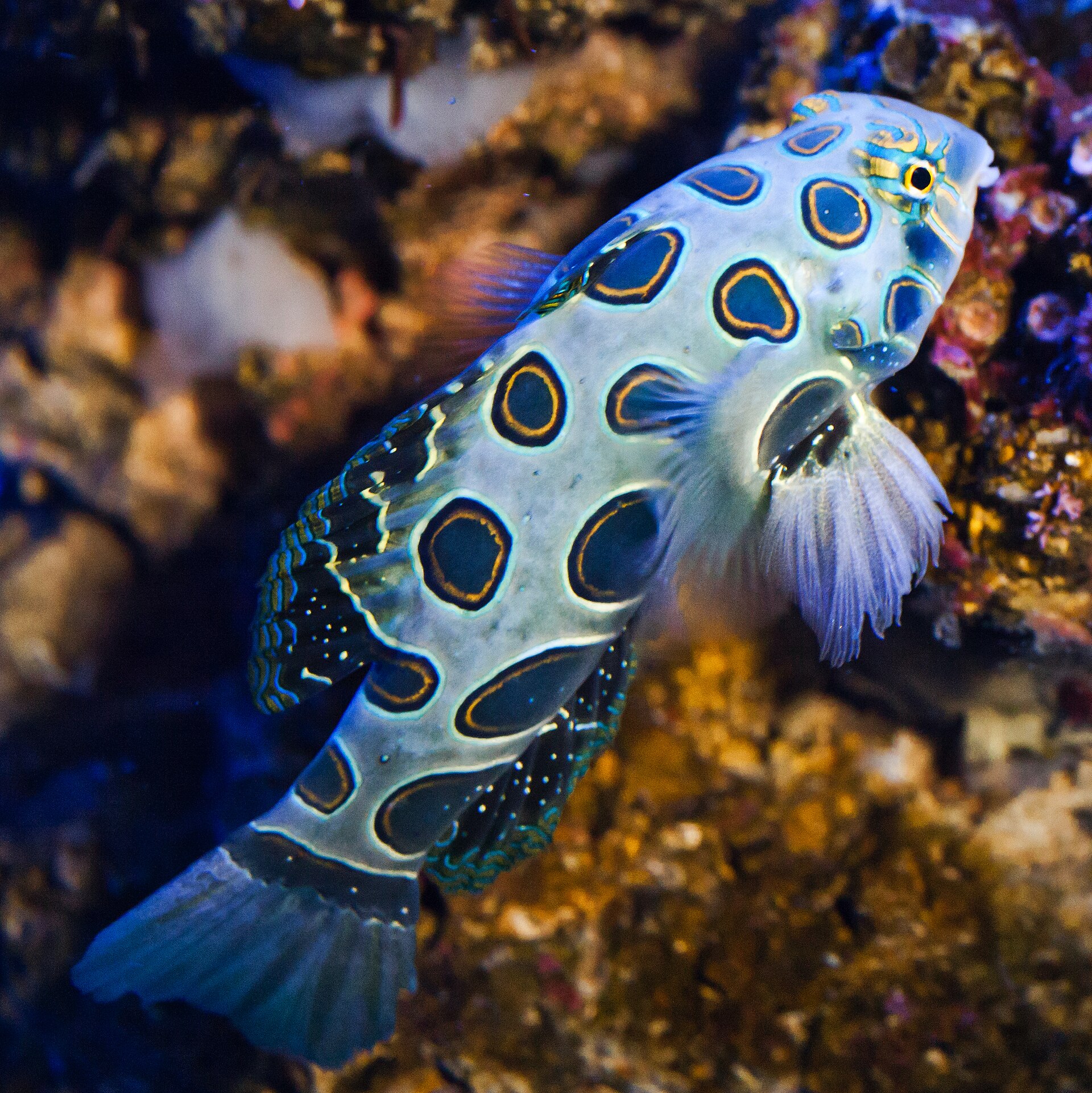 Felgekleurde mandarijnvis tussen het koraal in de tropische afdeling van Palma Aquarium