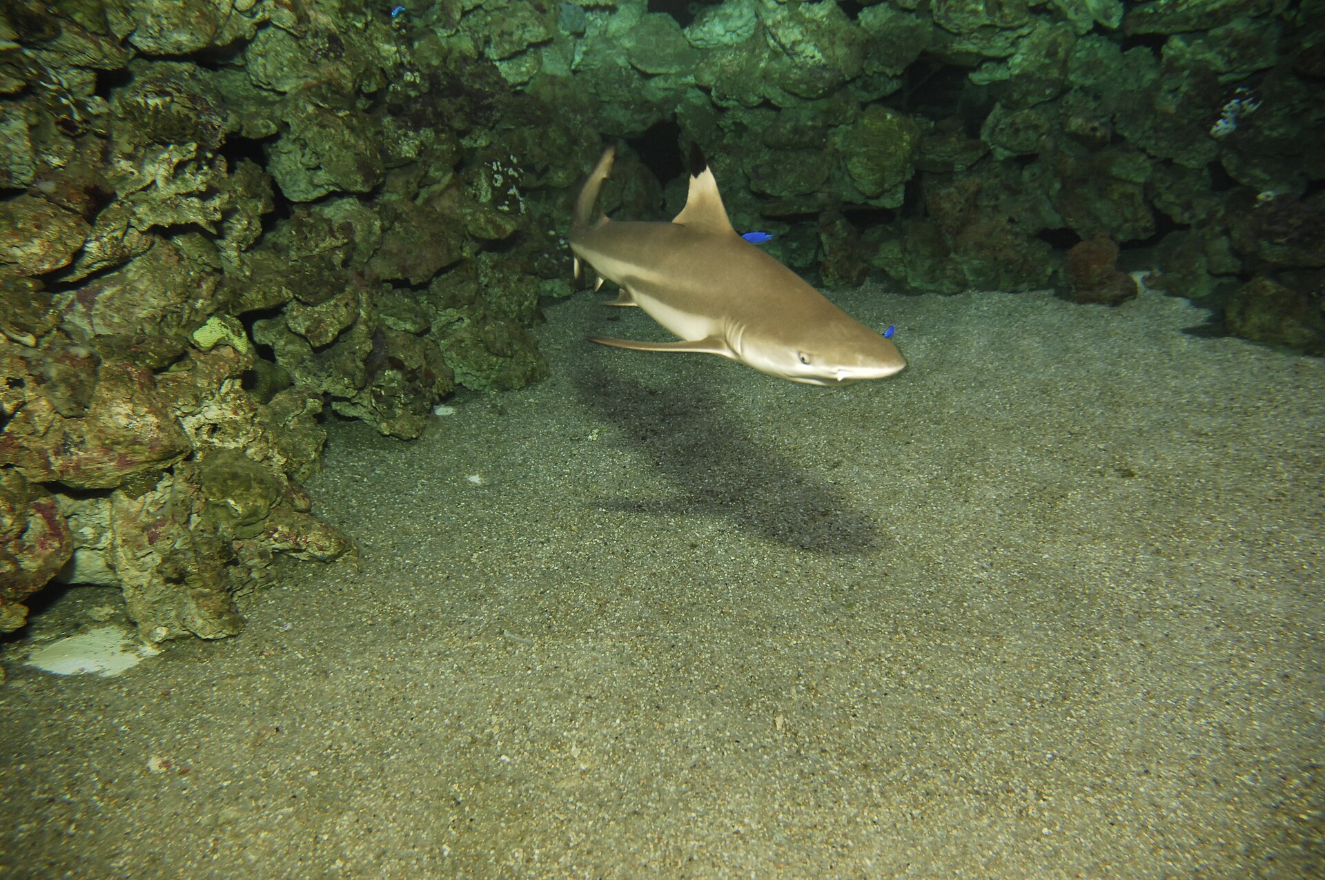 Zwartpuntrifhaai zwemt vlak langs het glas in een bassin van Palma Aquarium