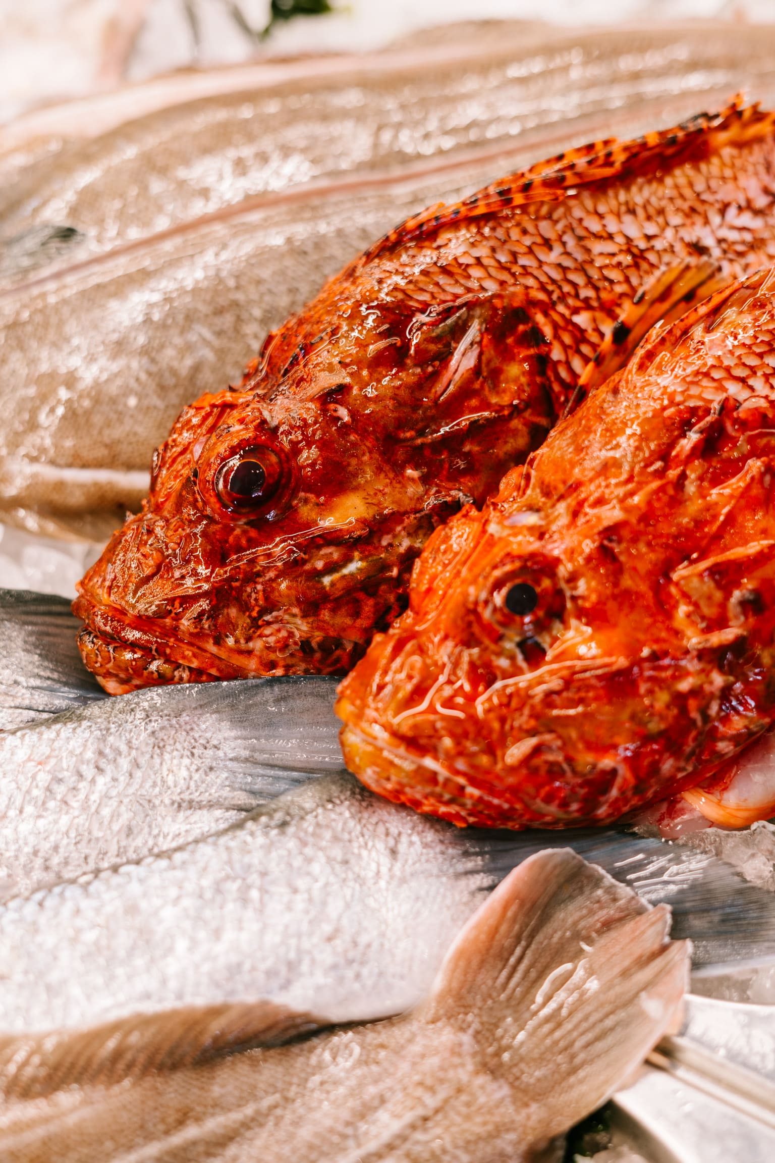 Periplo Portixol (Palma): vis van de grill aan het water in es Molinar 3 Twee hele schorpioenvissen en andere verse vis op ijs in de keuken van Periplo Portixol in Palma