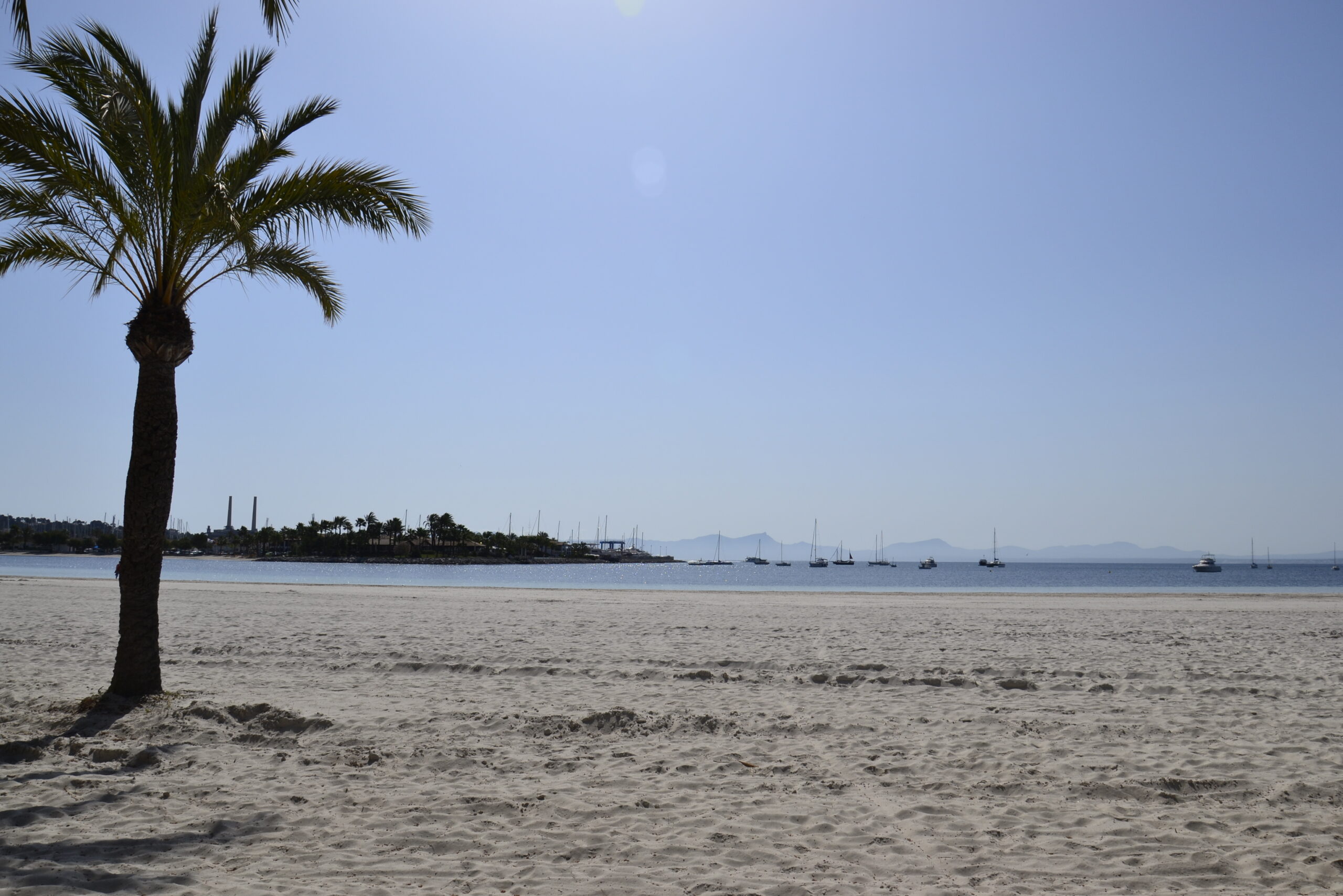 Platja d'Alcúdia: 3,4 kilometer zand en ondiep water in de baai van Alcúdia 2 Een palm op het brede lichte zand van Platja d'Alcúdia, met voor de kust zeilboten voor anker en in de verte de jachthaven en de bergen aan de overkant van de baai