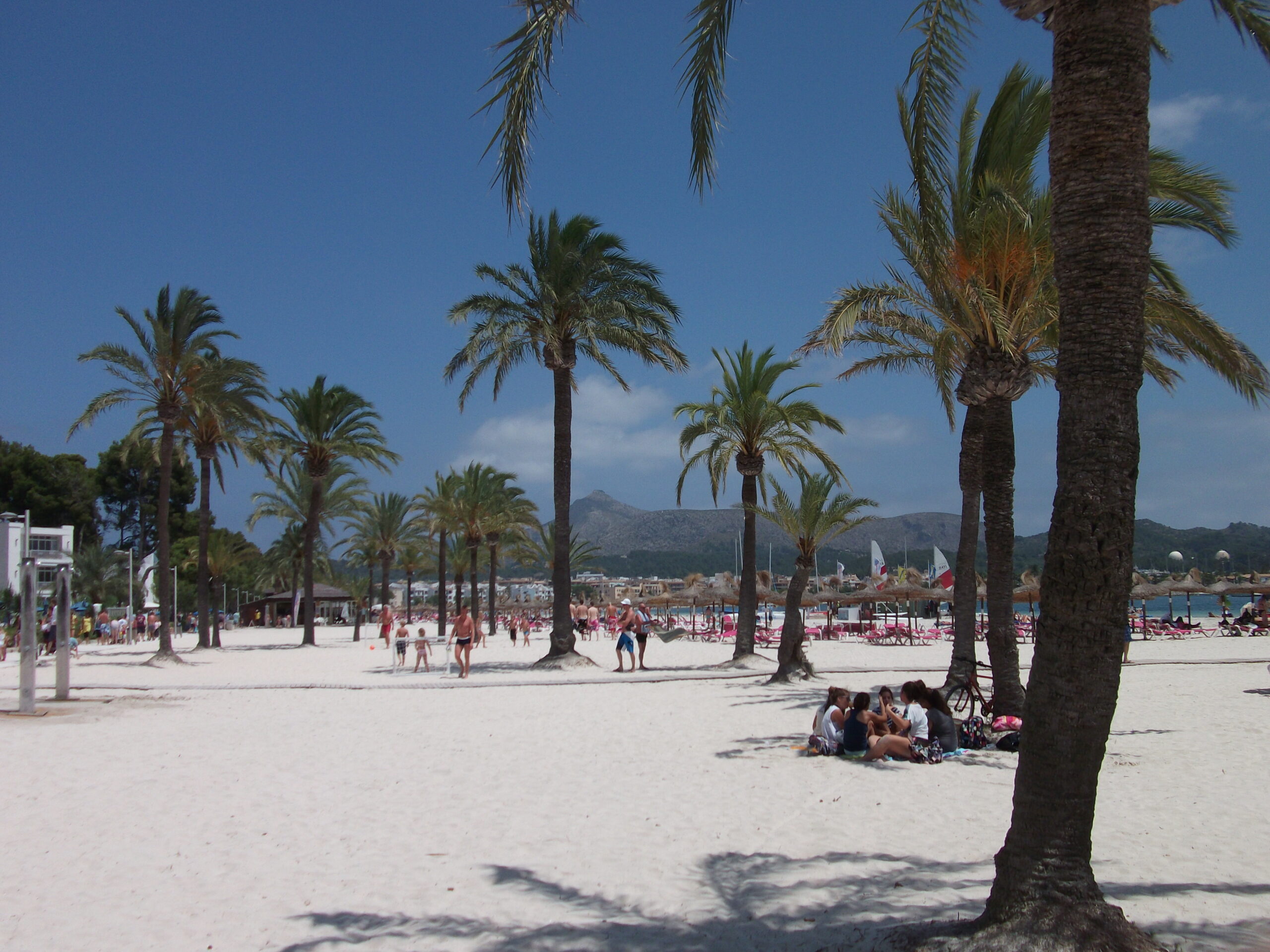 Platja d'Alcúdia: 3,4 kilometer zand en ondiep water in de baai van Alcúdia 3 Palmen en rijen roze parasols op het zand van Platja d'Alcúdia op een zomerdag, met de hotels langs de boulevard en de bergen achter de baai