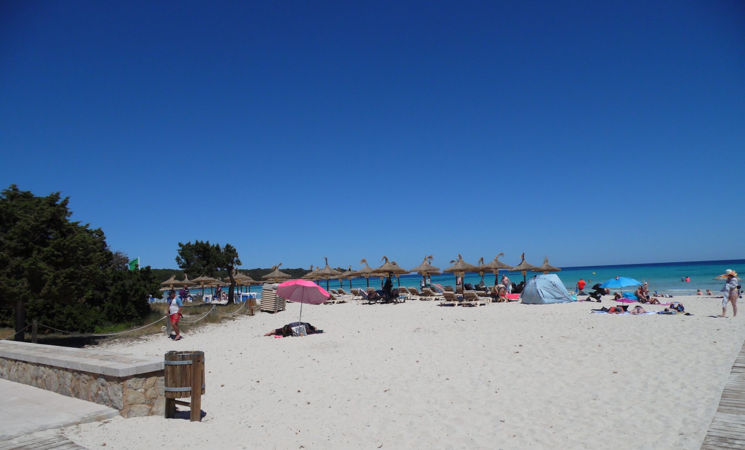 Het brede, lichte zand van Sa Coma vroeg op de dag, met een rij rieten parasols, een houten looppad en het dennenbos aan de rand van het strand