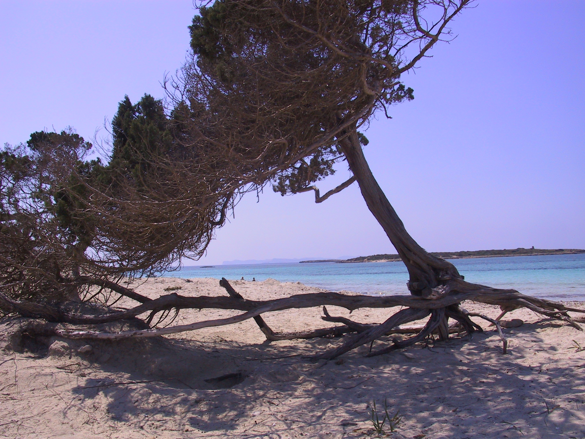 Platja des Carbó Mallorca: onbebouwd wit zand bij Colònia de Sant Jordi 3 Een door de wind platgedrukte savina die over het witte zand van Es Carbó ligt, met daarachter het turquoise ondiepe water en een lage landtong