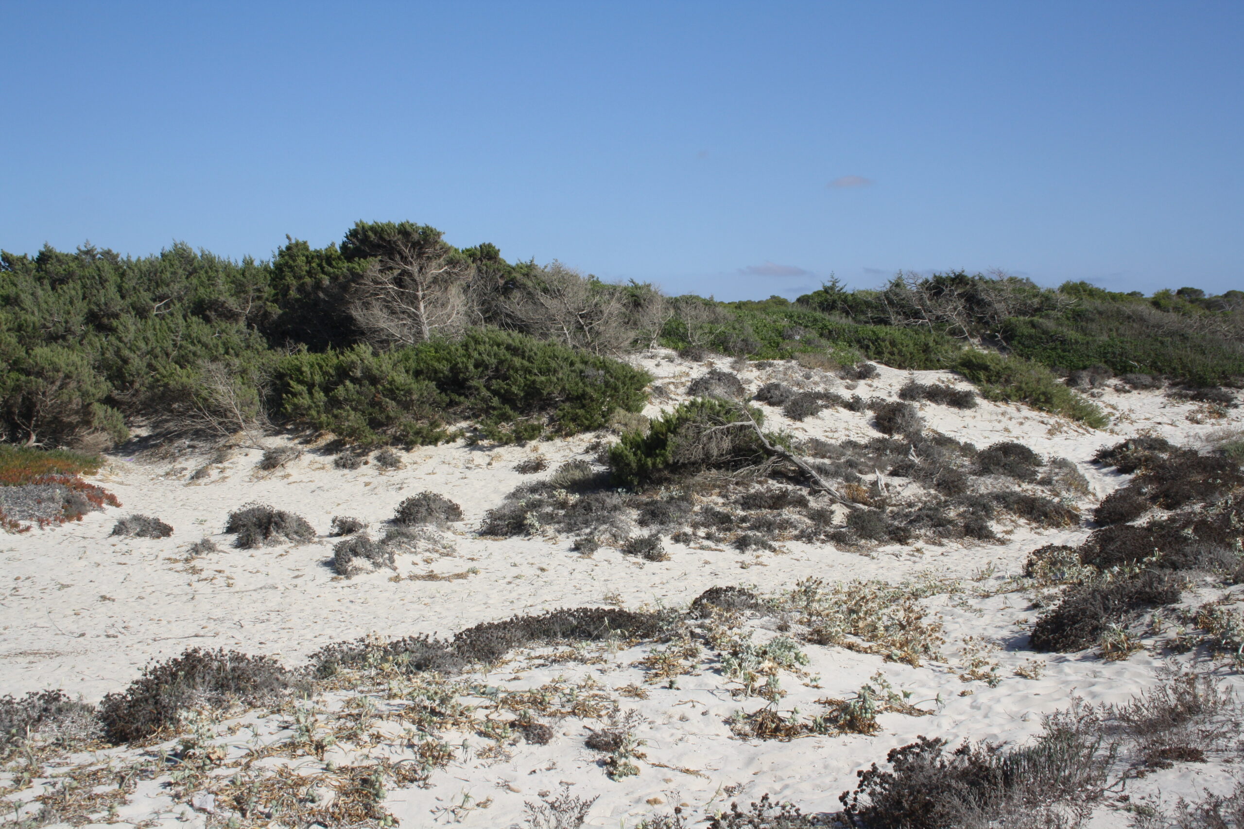 De duinen achter Es Trenc met wit zand en lage taaie duinbegroeiing onder een blauwe hemel