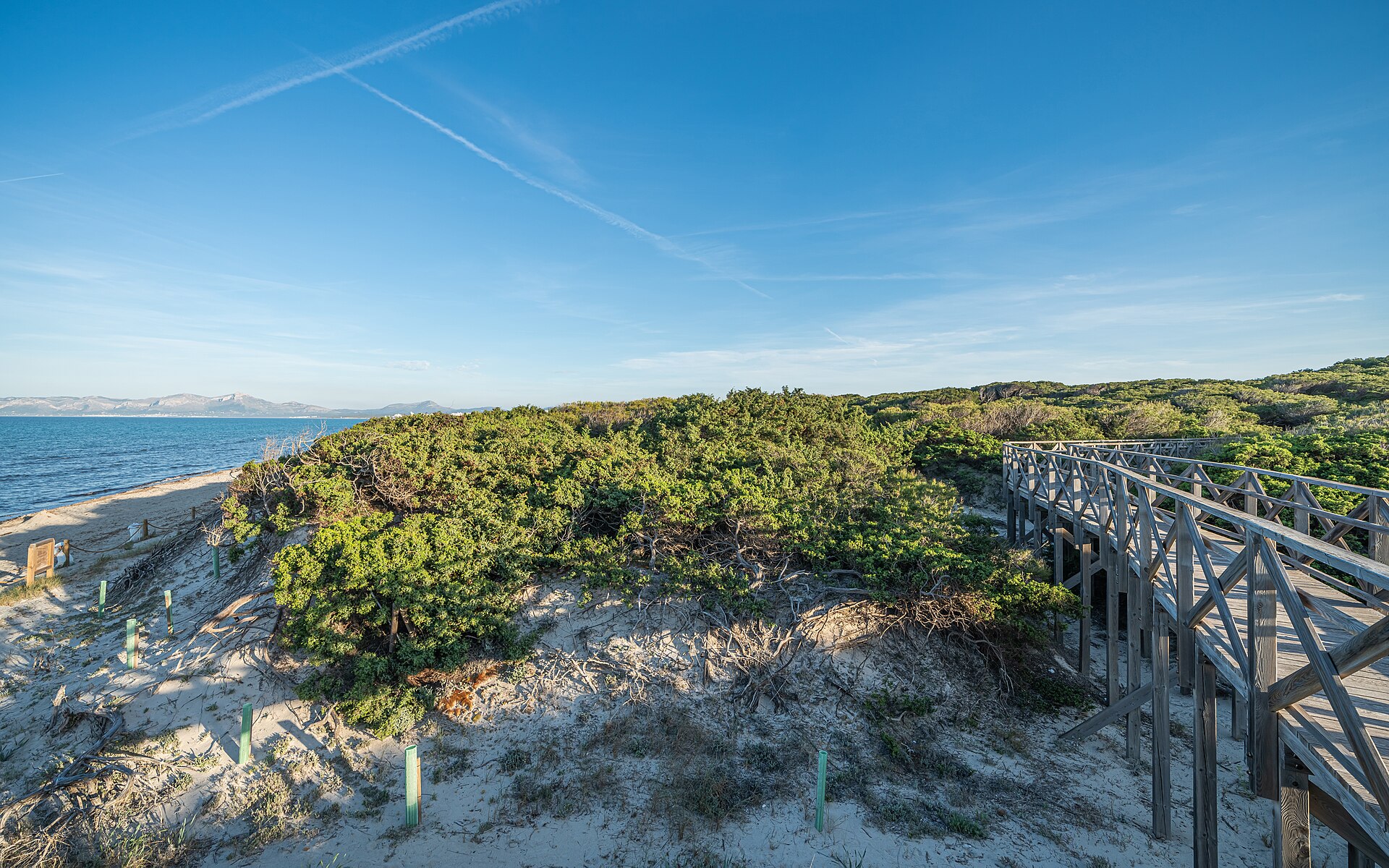 S'Albufera Mallorca: het moeras dat de Engelsen wilden droogleggen 6 Pijnbos en duinvegetatie aan de rand van het natuurpark s'Albufera op Mallorca