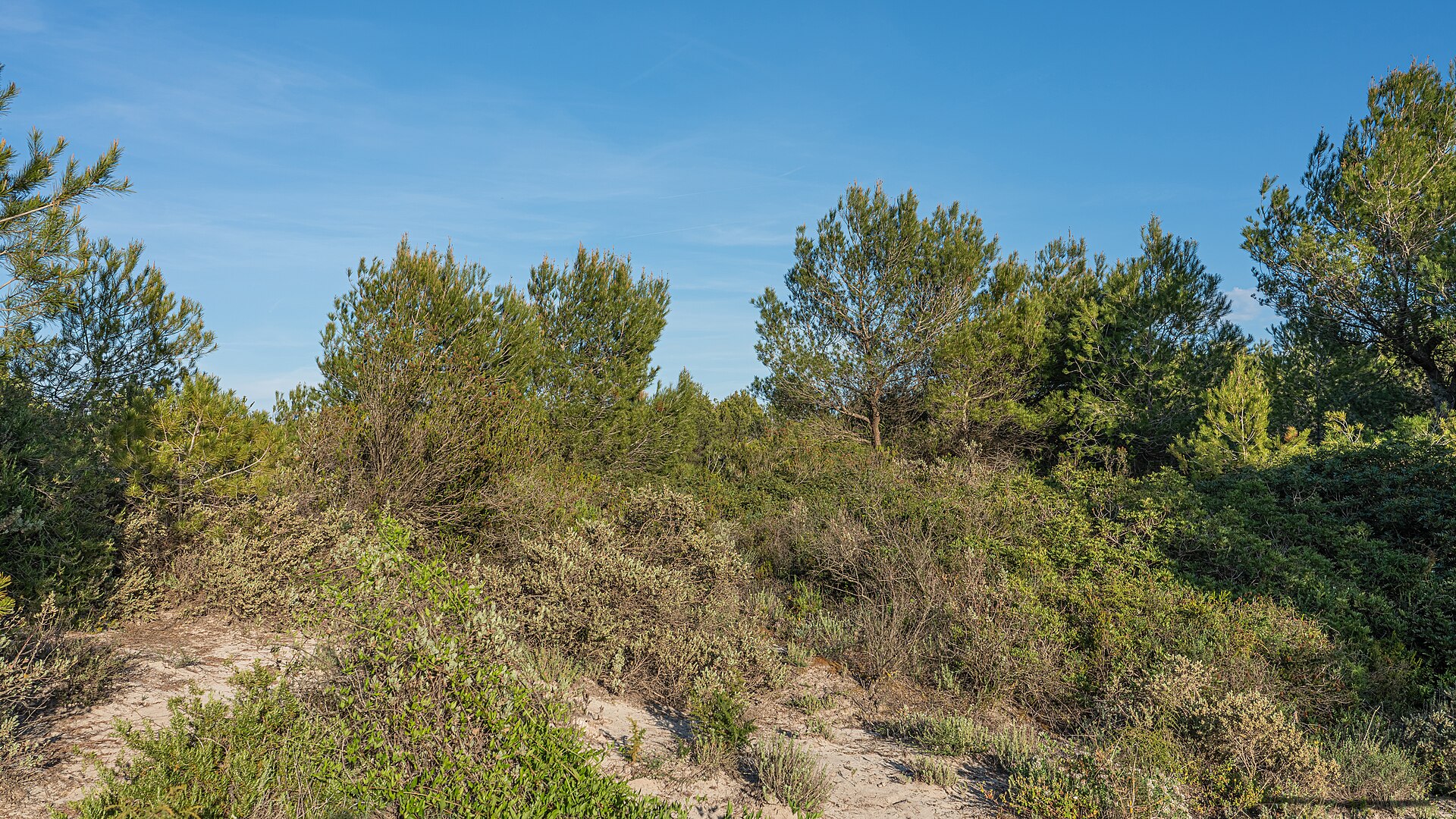 S'Albufera Mallorca: het moeras dat de Engelsen wilden droogleggen 5 Duinstruweel met pijnbomen en lage struiken aan de zeekant van s'Albufera tussen Can Picafort en Platja de Muro