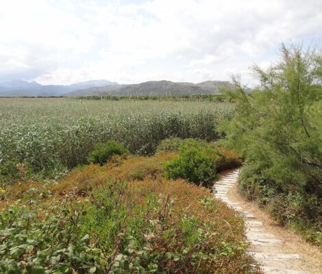 Uitgestrekte rietvelden van s'Albufera met een smal stenen pad op de voorgrond en de bergen van de Serra de Tramuntana in de verte