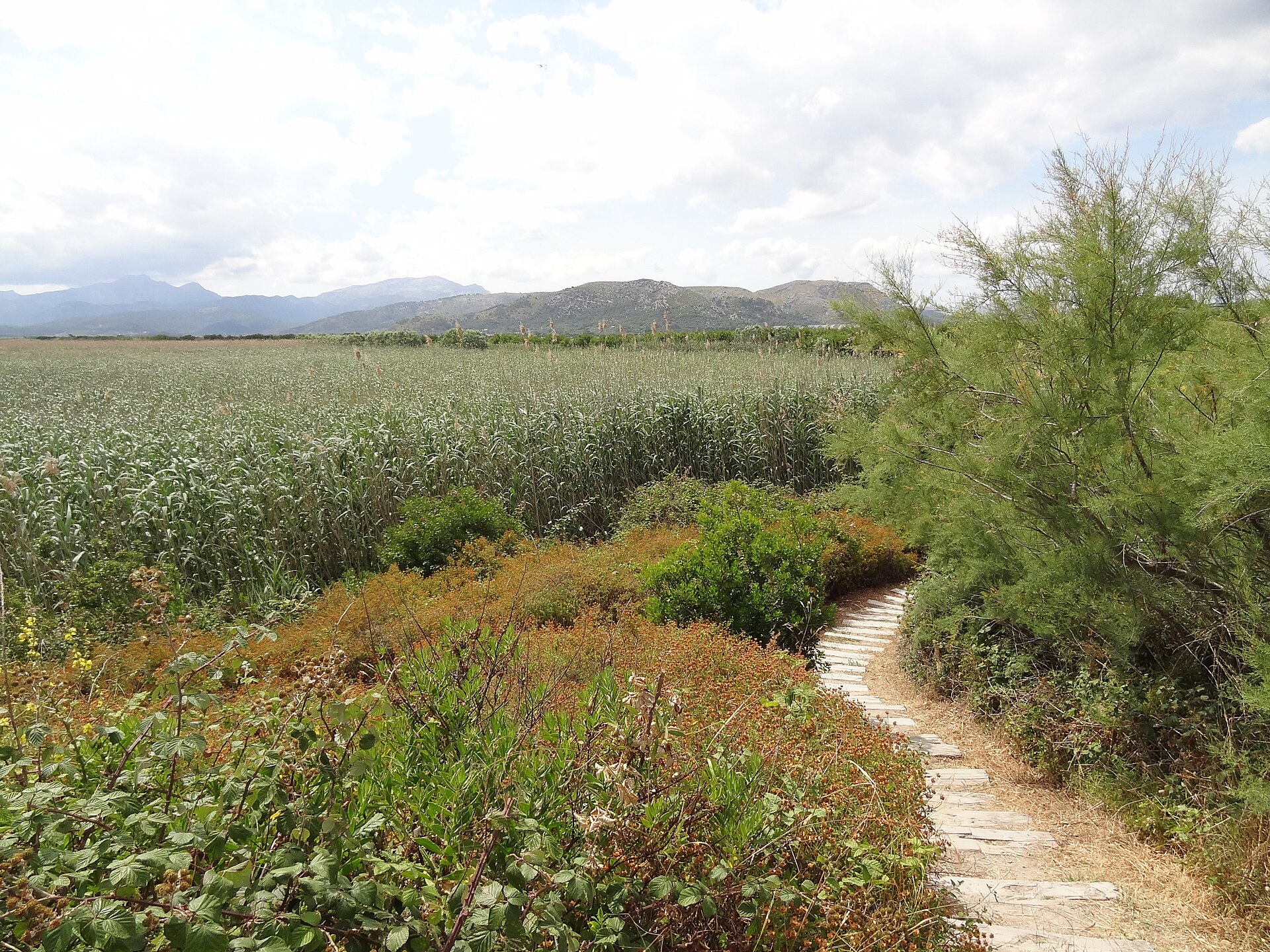 S'Albufera Mallorca: het moeras dat de Engelsen wilden droogleggen 1 Uitgestrekte rietvelden van s'Albufera met een smal stenen pad op de voorgrond en de bergen van de Serra de Tramuntana in de verte
