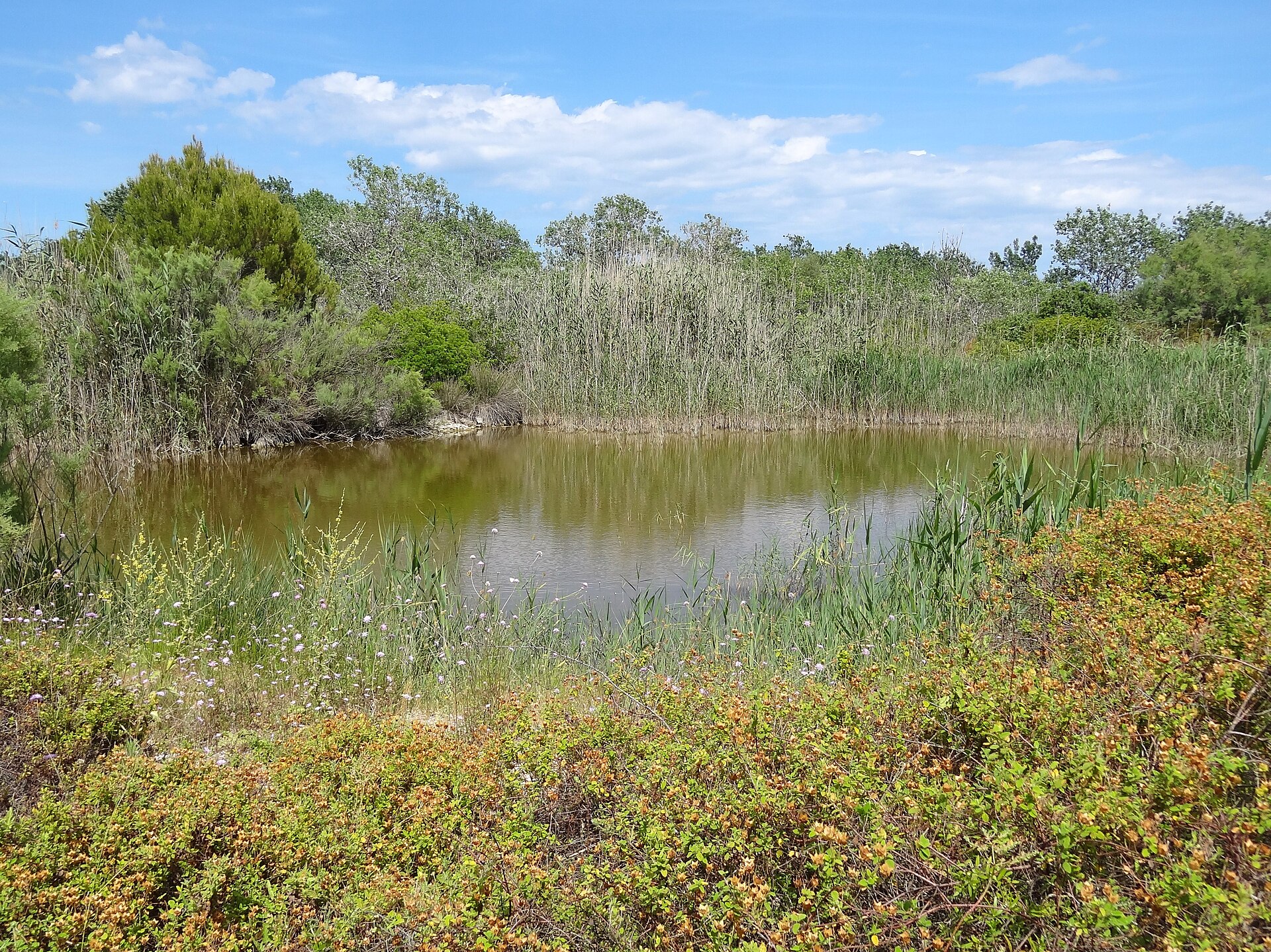 S'Albufera Mallorca: het moeras dat de Engelsen wilden droogleggen 4 Zoetwaterpoel in s'Albufera omzoomd door riet en struikgewas onder een blauwe lucht met wolken