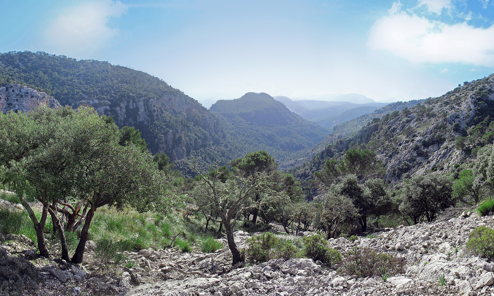 Uitzicht over beboste bergruggen vanaf het Camí de s'Arxiduc bij Valldemossa, met olijfbomen en kalksteen op de voorgrond