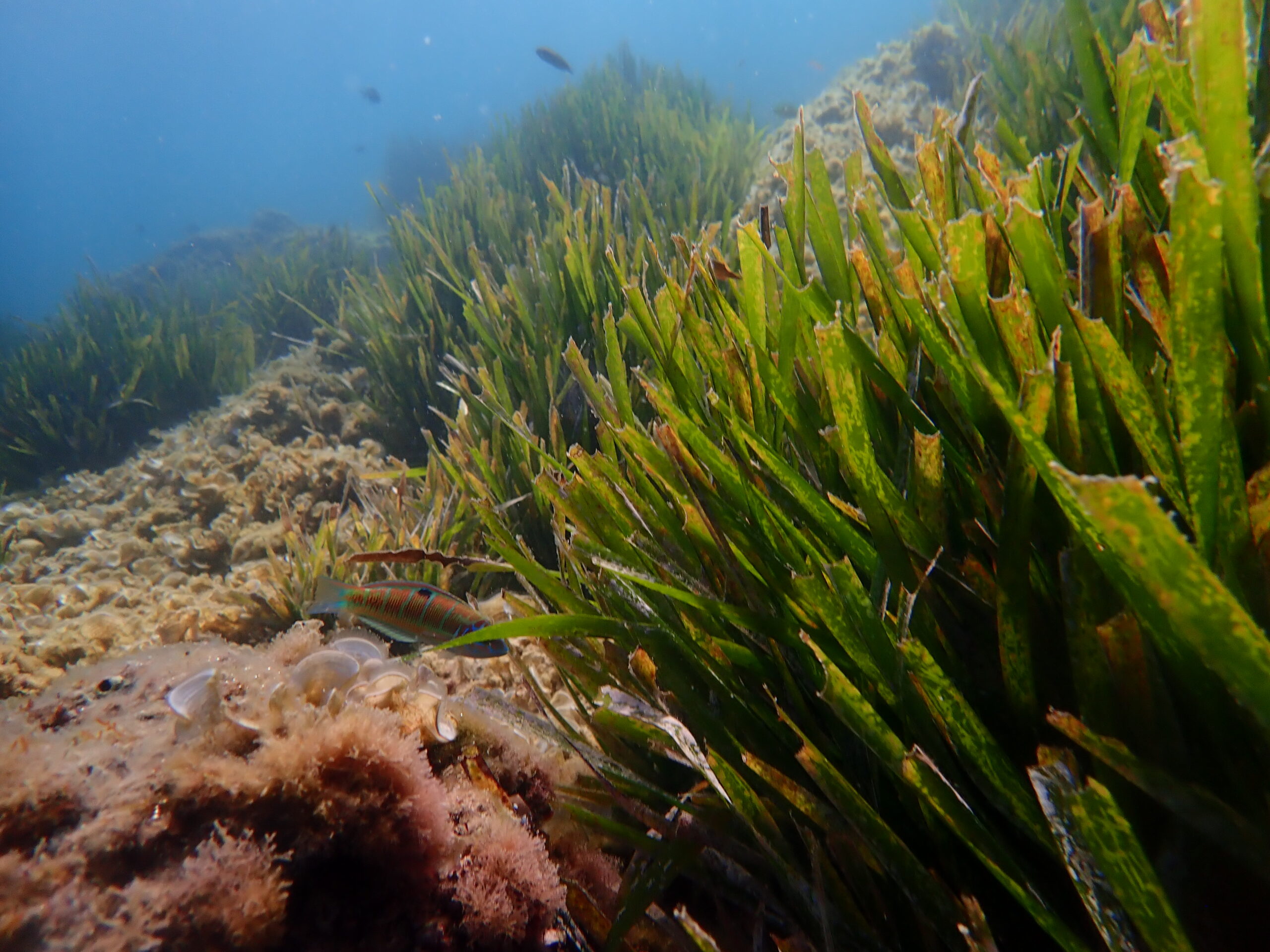 Snorkelen op Formentera: de 12 plekken en de weide eronder 1 Een posidoniaveld onder water, omringd door rotsen met algen, met een fadrí tussen de bladen