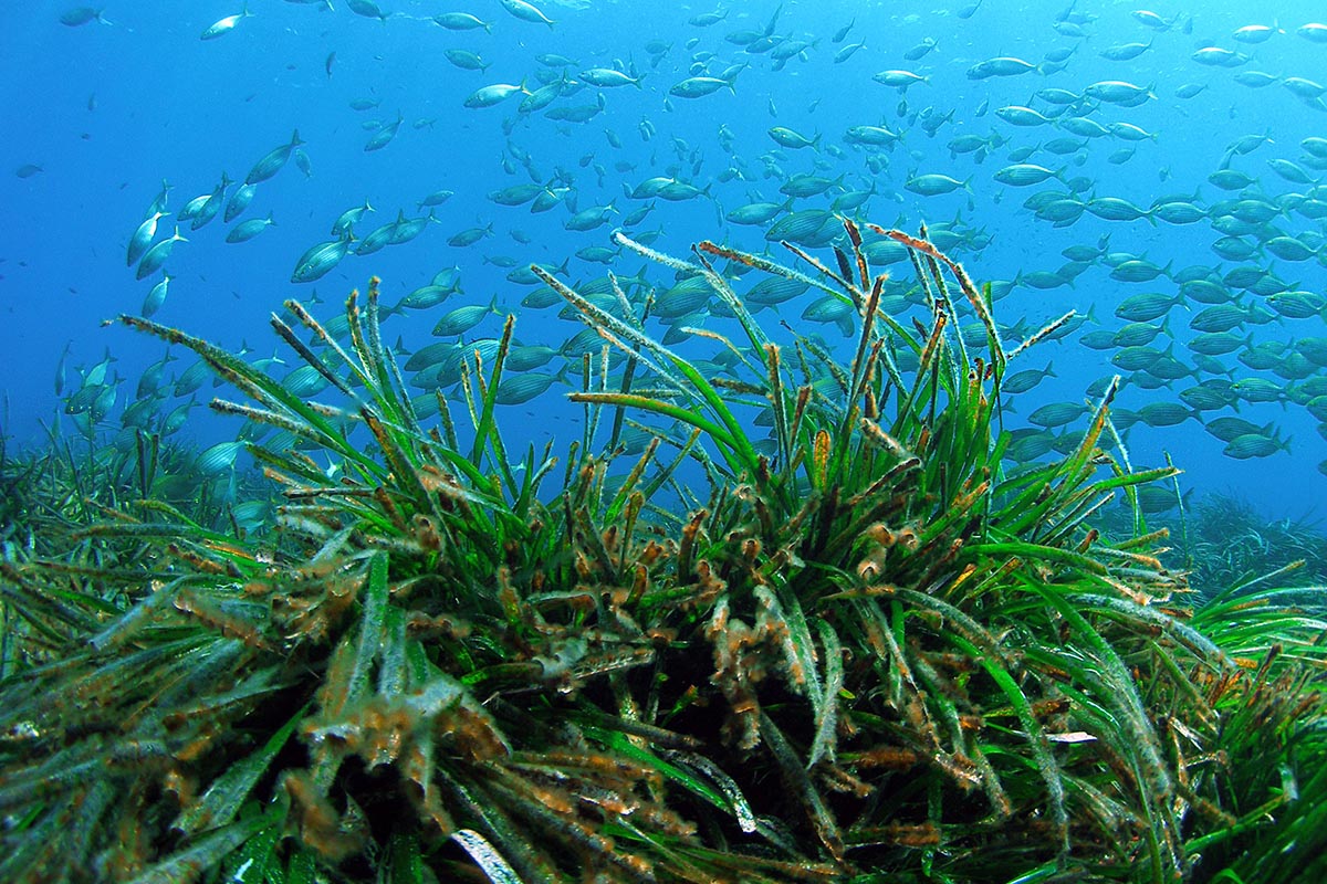 Snorkelen op Ibiza: de beste plekken en wat je onder water ziet 3 Dichte posidoniaweide onder water met daarboven een school zilverkleurige vissen in blauw water