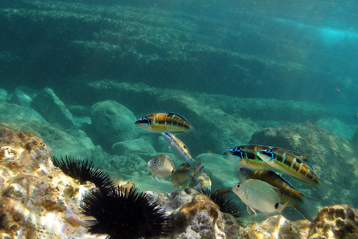 Snorkelen op Ibiza: de beste plekken en wat je onder water ziet 5 Pauwlipvissen met blauwe kop en oranje dwarsbanden boven een rotsbodem met zwarte zee-egels