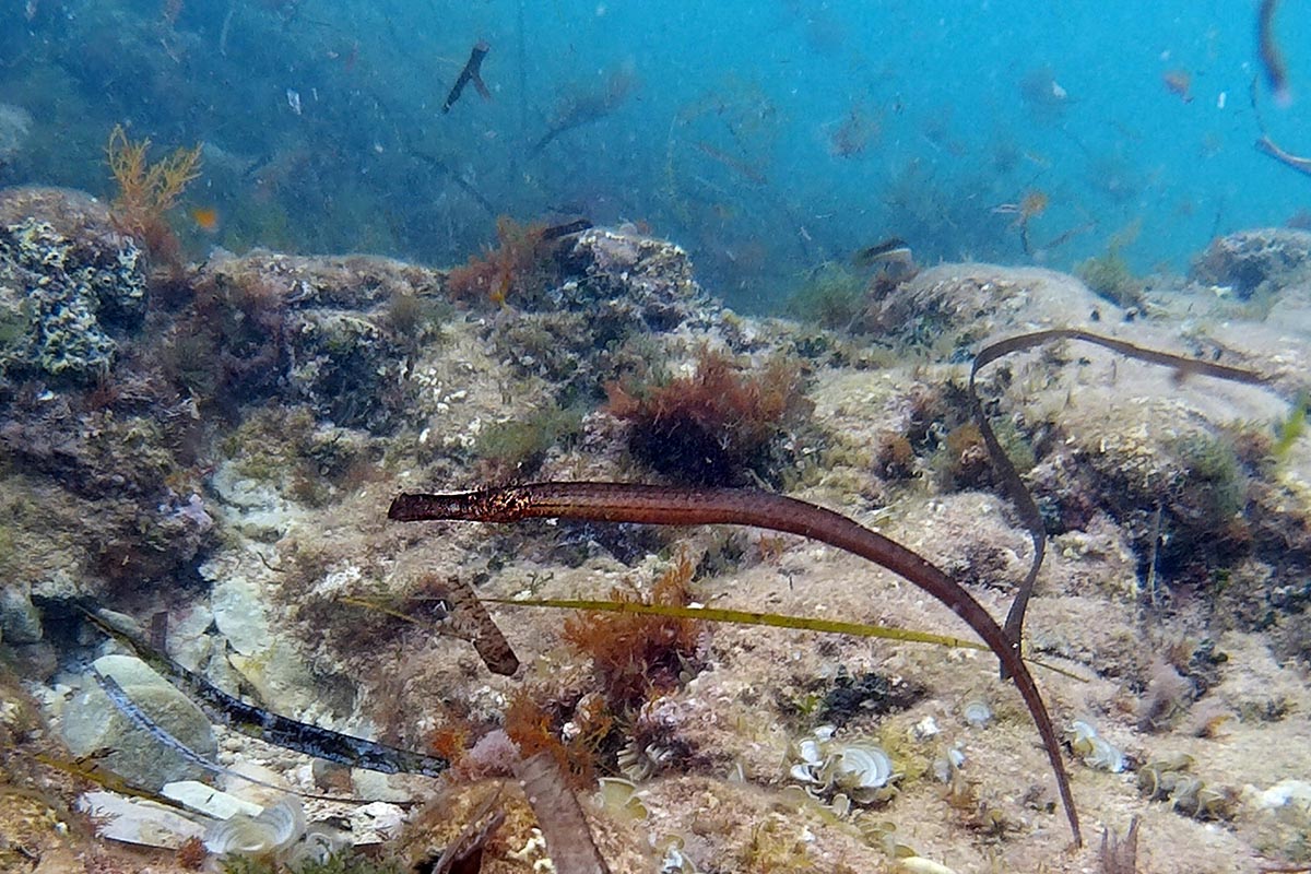 Snorkelen op Ibiza: de beste plekken en wat je onder water ziet 6 Lange dunne zeenaald, familie van het zeepaardje, tussen bruine algen op een ondiepe bodem