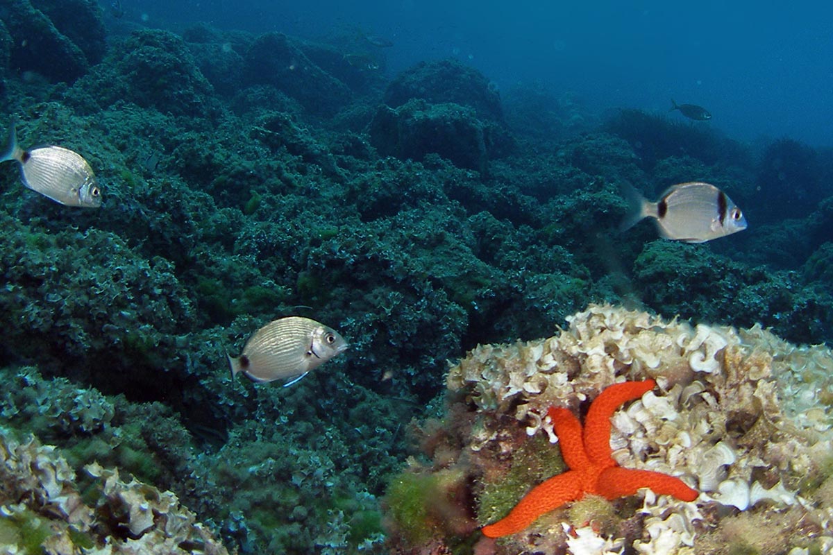 Snorkelen op Ibiza: de beste plekken en wat je onder water ziet 7 Twee zadelzeebrasems boven een begroeide rotsbodem met een felrode zeester ertussen