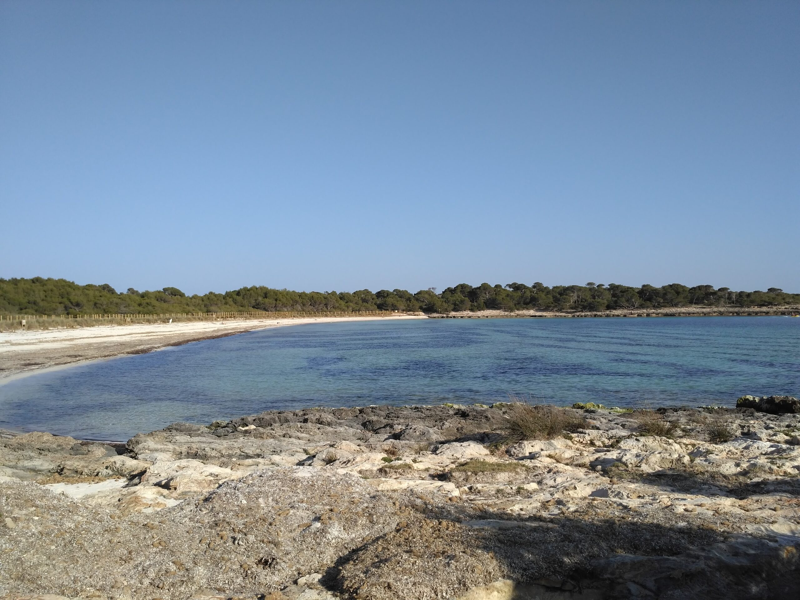 Son Saura Menorca: de dubbelbaai bij Ciutadella, parkeren en bus L66 2 De baai van Son Saura gezien vanaf de lage rotsen, met de zandboog en de beboste landtong