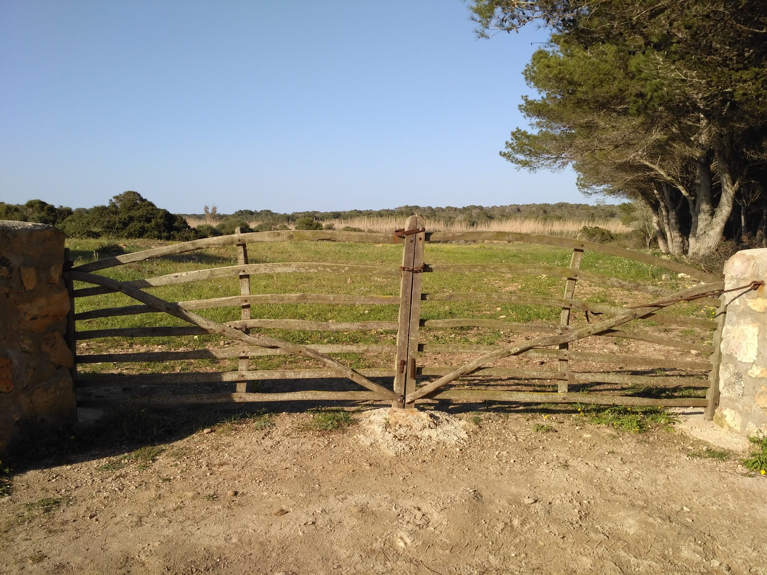 Son Saura Menorca: de dubbelbaai bij Ciutadella, parkeren en bus L66 3 Houten hek tussen stenen posten aan de onverharde toegangsweg naar Son Saura, met weiland en pijnbomen erachter