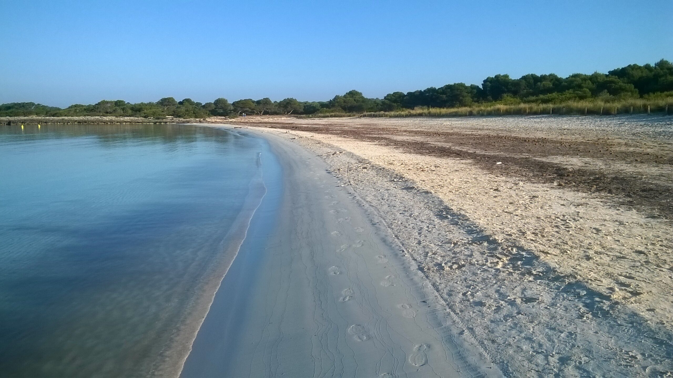 Son Saura Menorca: de dubbelbaai bij Ciutadella, parkeren en bus L66 5 Band aangespoelde posidonia langs de waterlijn op het witte zand van Son Saura