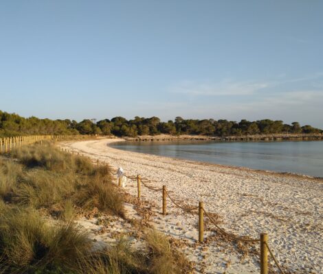 Het witte zand van Son Saura op Menorca met het duinhek, het vlonderpad en de pijnbomen rond de baai