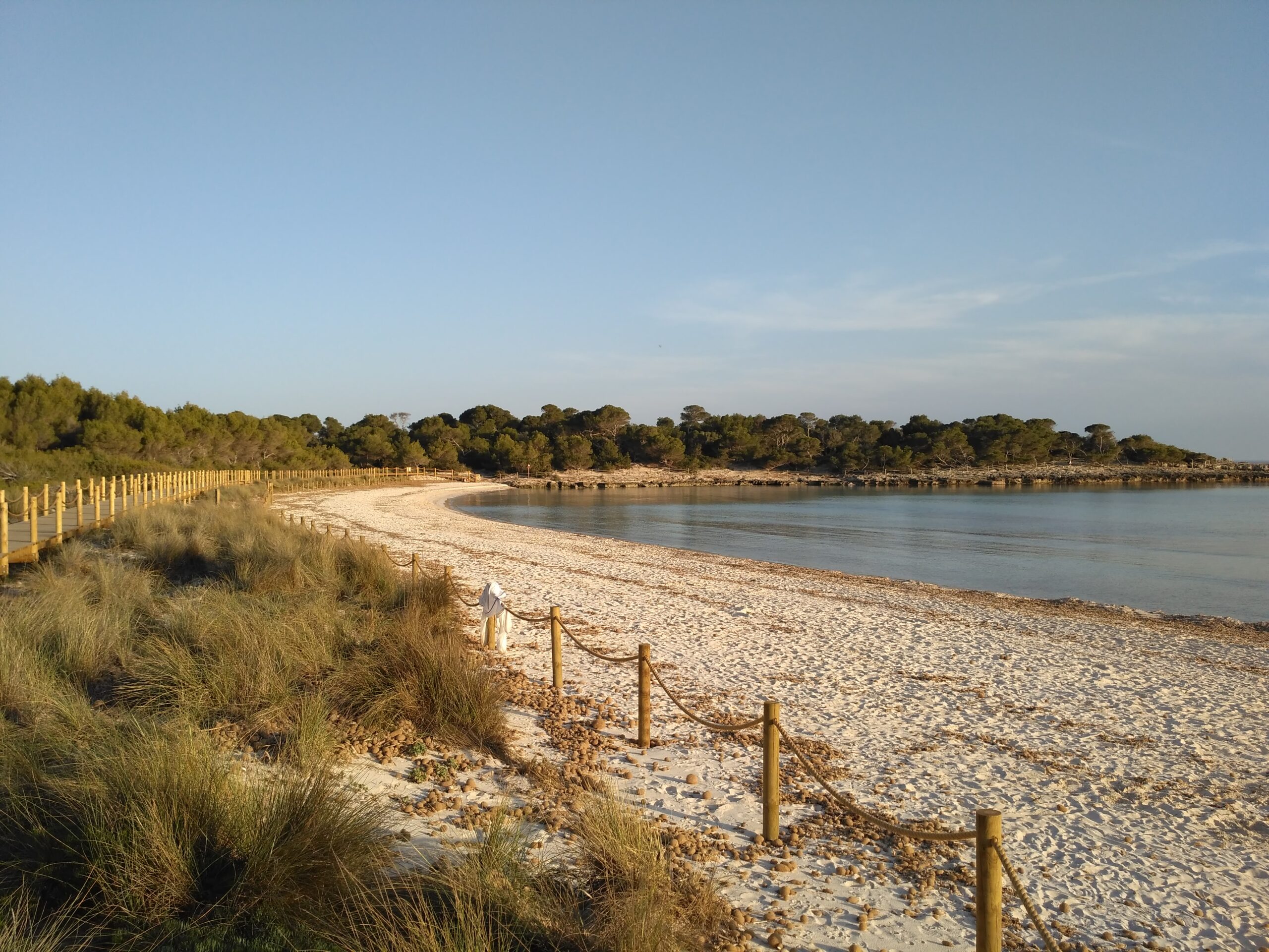 Son Saura Menorca: de dubbelbaai bij Ciutadella, parkeren en bus L66 1 Het witte zand van Son Saura op Menorca met het duinhek, het vlonderpad en de pijnbomen rond de baai