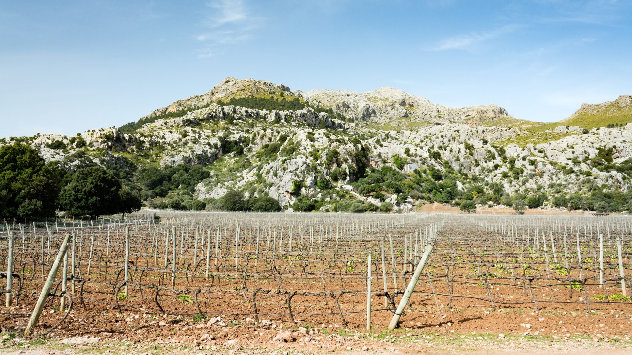Wijnproeverij op Mallorca: bodega's, prijzen en hoe je er komt 4 Kale wijnstokken van Mortitx onder de kalkstenen rotsen van de Serra de Tramuntana