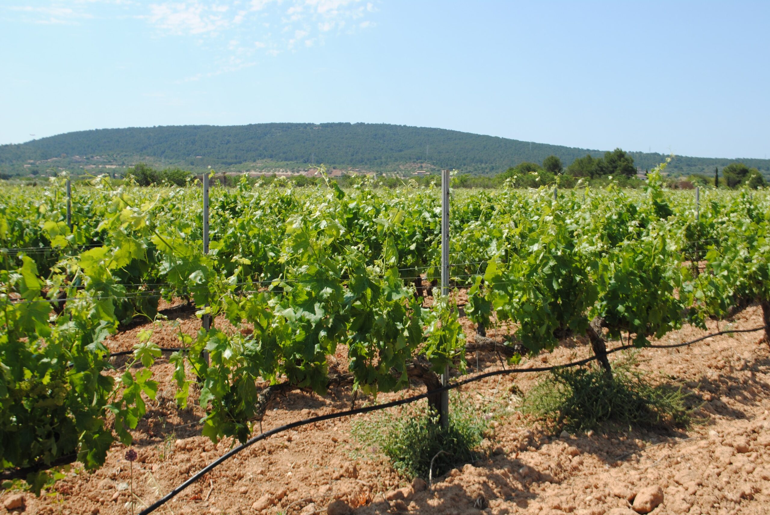 Wijnproeverij op Mallorca: bodega's, prijzen en hoe je er komt 3 Groene wijnstokken bij Santa Maria op Mallorca met de Puig de Son Seguí op de achtergrond