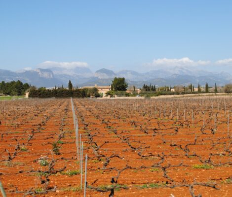 Wijngaarden op rode grond bij es Torrent Fals op Mallorca met de Serra de Tramuntana op de achtergrond
