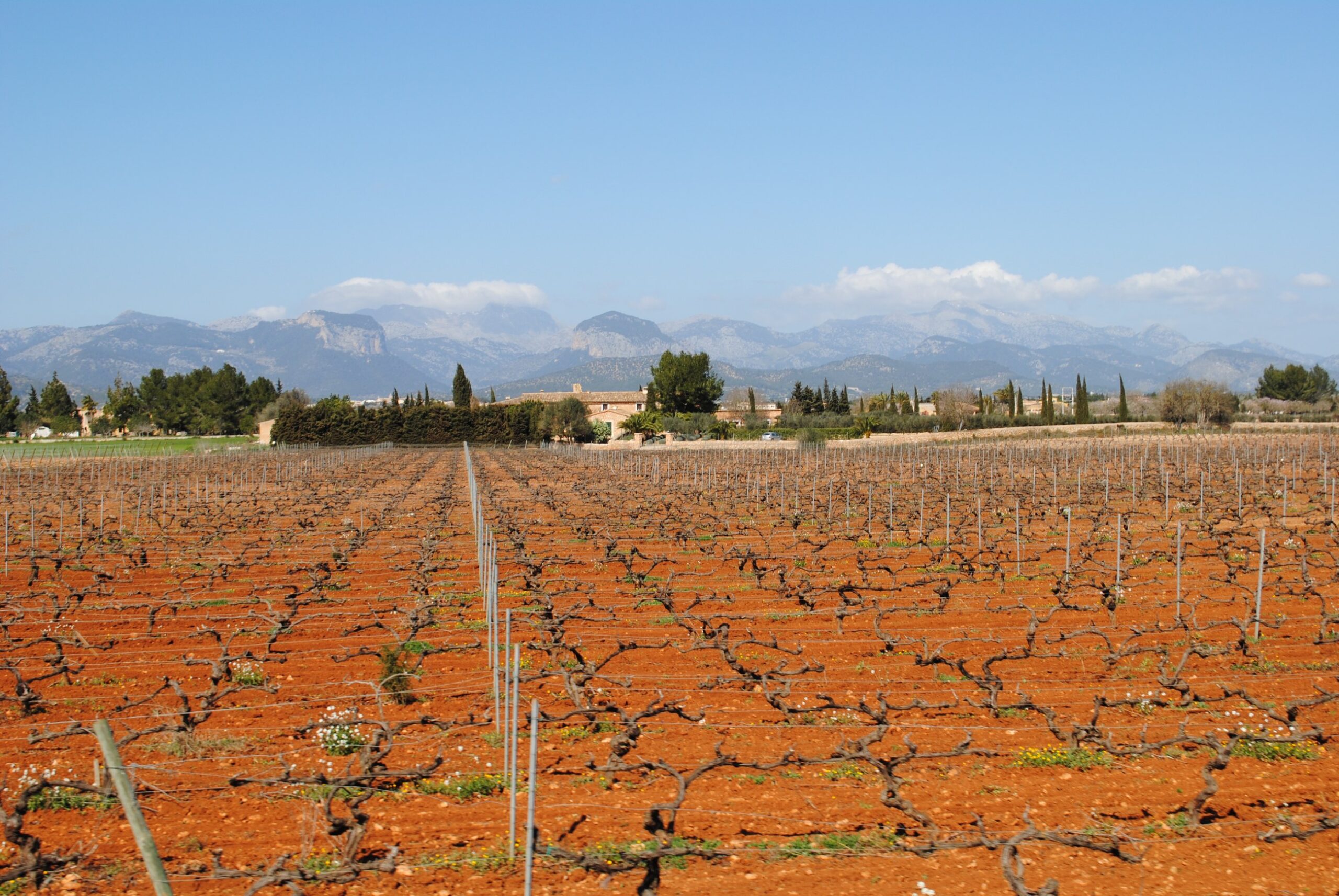 Wijnproeverij op Mallorca: bodega's, prijzen en hoe je er komt 1 Wijngaarden op rode grond bij es Torrent Fals op Mallorca met de Serra de Tramuntana op de achtergrond